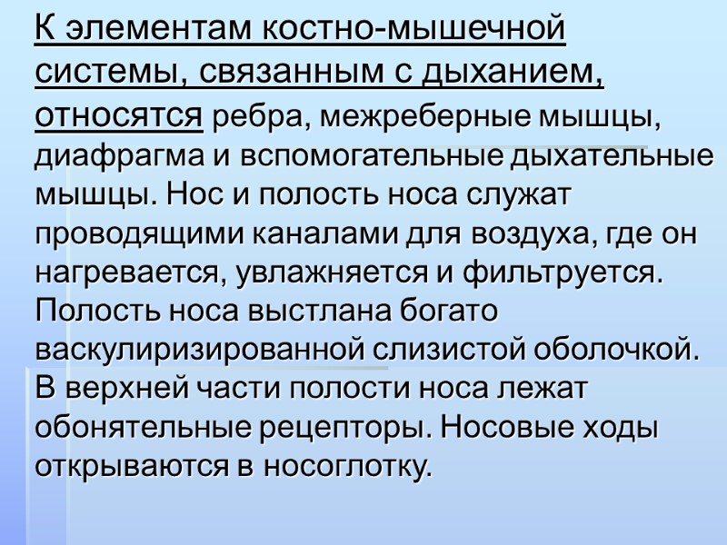 К элементам костно-мышечной системы, связанным с дыханием, относятся ребра, межреберные мышцы, диафрагма и вспомогательные